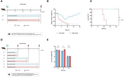 MEK-inhibitor treatment reduces the induction of regulatory T cells in mice after influenza A virus infection